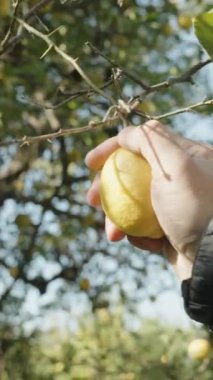 Dikey video. Dala bir limon asılır, bir adam koparmaya çalışır, ama mücadele eder, Parlak Gün ışığı.