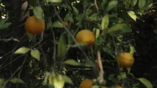 Een Veelheid Van Oranje Vruchten Dichte Boomtakken Een Zonnige Citrusboomgaard — Stockvideo