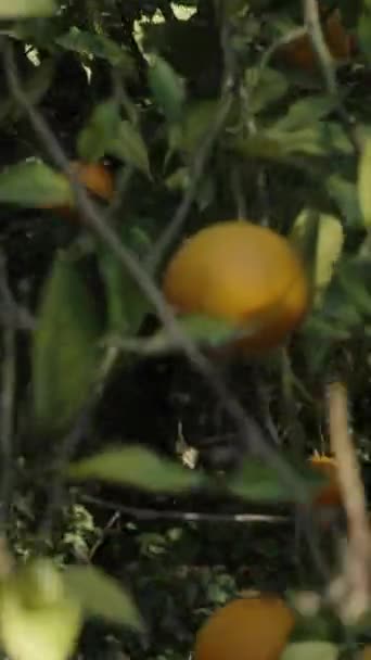 Вертикальне Відео Багато Апельсинових Фруктів Щільних Гілках Дерев Сонячному Цитрусовому — стокове відео