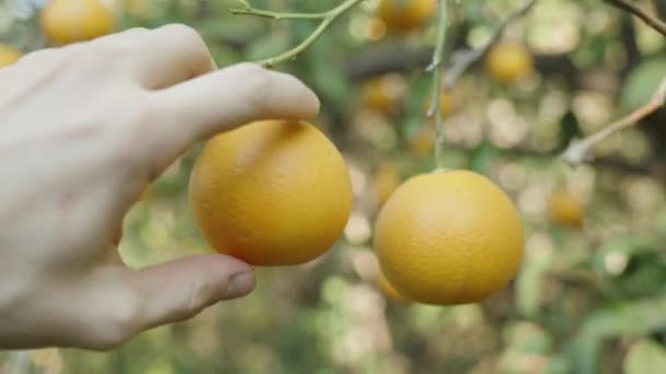 Baum Mit Orangefarbenen Früchten Die Hand Des Mannes Reißt Zur — Stockvideo