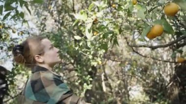 Yeşil Kareli Gömlekli Genç Bir Kadın Güneş Işığındaki Citrus Korusundaki Ağaçlardan Portakal Topluyor.
