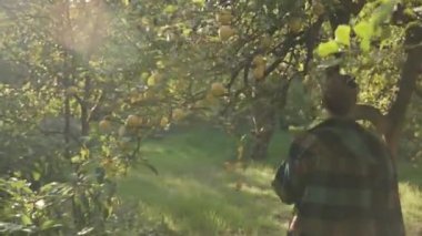 Yeşil Kareli Gömlekli Genç Bir Kadın Limon Dolu Dalların Arasında Citrus Korusunda Yürüyor, Güneş Işığı ve Parıltısı Altında Banyo Yapıyor.