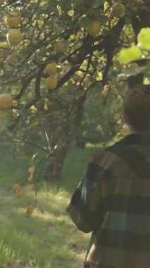 Dikey video. Yeşil Kareli Gömlekli Genç Bir Kadın Limon Dolu Dalların Arasında Citrus Korusunda Yürüyor, Güneş Işığı ve Parıltısı Altında Banyo Yapıyor.
