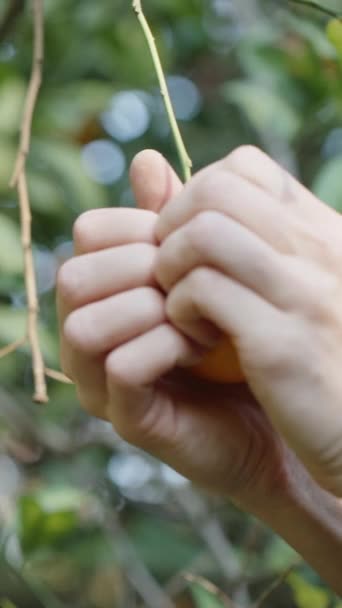 Вертикальне Відео Жіночі Руки Розривають Апельсин Навпіл Гілці Цитрусовій Гаю — стокове відео
