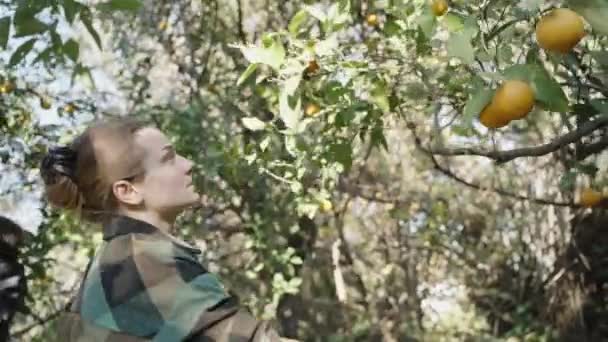 Молодая Женщина Зеленой Клетчатой Рубашке Собирает Апельсины Деревьев Цитрусовой Роще — стоковое видео