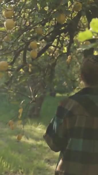 Vertikal Video Ung Kvinna Grön Rutig Tröja Promenader Genom Citrus — Stockvideo