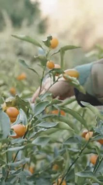 Dikey video. Küçük bir çalılıktan Kumkatları Toplayan Bir Kadın, Yakın plan.