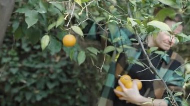 Bir kadın bir ağaçtan portakal toplar ve kollarında büyük bir meyve yığını taşır, yavaş çekimde onlara sarılır..
