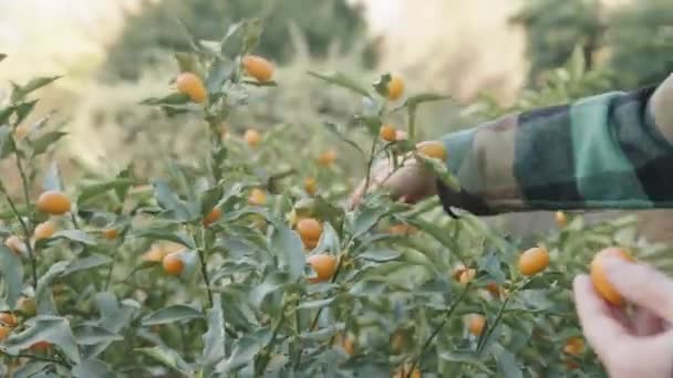 Woman Picks Kumquats Small Bush Close — Stockvideo