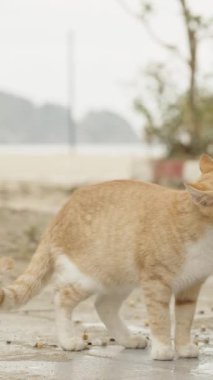 Dikey video. Kırmızı bir kedinin su içtiği, ayakları yıkamak için sahilde bir musluk..