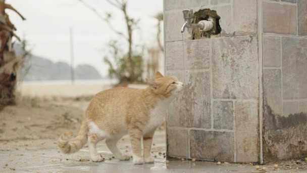Eine Rote Straßenkatze Trinkt Wasser Aus Einem Gemeinsamen Wasserhahn Mit — Stockvideo