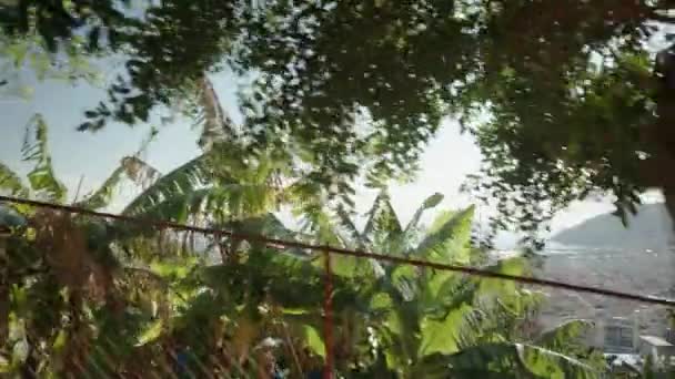 Plantacja Bananów Wzdłuż Drogi Górskiej Niebieskimi Torbami Umieszczonymi Bananach Dla — Wideo stockowe