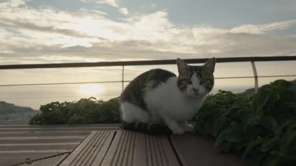 Μια Αδέσποτη Γάτα Κάθεται Ένα Παγκάκι Ψηλά Στα Βουνά Φόντο — Αρχείο Βίντεο