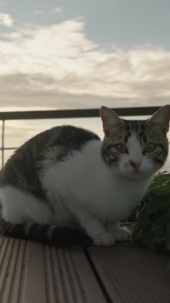 Vertical Video Stray Cat Sits Bench High Mountains Backdrop Sunset — Stock Video
