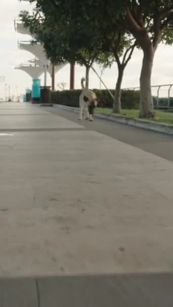 Vertikales Video Ein Obdachloser Kleiner Hund Läuft Auf Mich Wedelt — Stockvideo