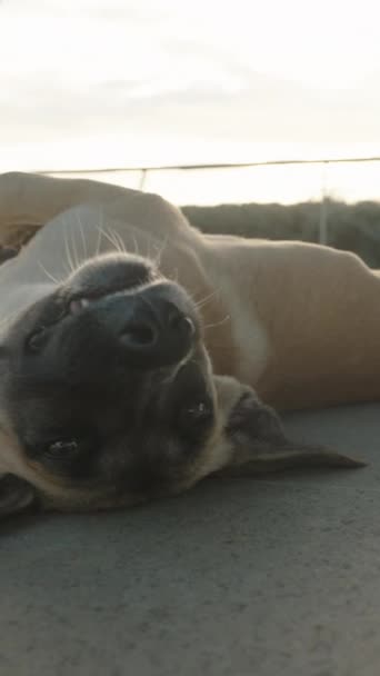 Κάθετο Βίντεο Ένα Σκυλάκι Ξαπλώνει Στην Πλάτη Του Στην Άσφαλτο — Αρχείο Βίντεο