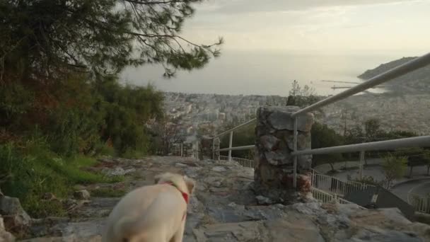 Anjing Itu Menuruni Tangga Dari Sebuah Gunung Tinggi Dengan Pemandangan — Stok Video