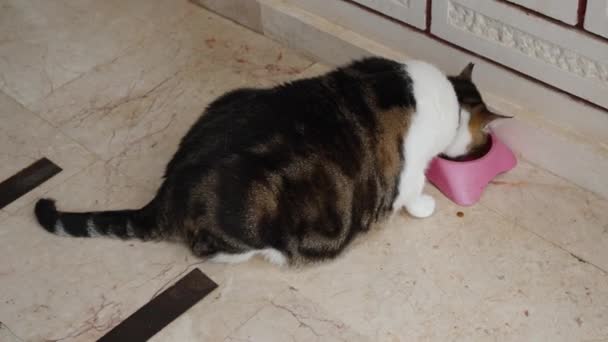 Gato Obeso Que Sufre Obesidad Puede Dejar Comer Más Más — Vídeos de Stock