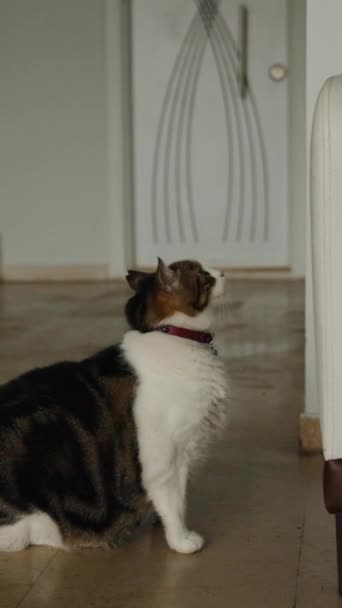 Vertikales Video Die Fettleibige Katze Die Mit Ihrem Gewicht Kämpft — Stockvideo