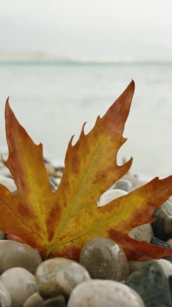 Herbstliches Trockenes Ahornblatt Steckt Den Kieselsteinen Meeresufer Fest Nahaufnahme — Stockvideo