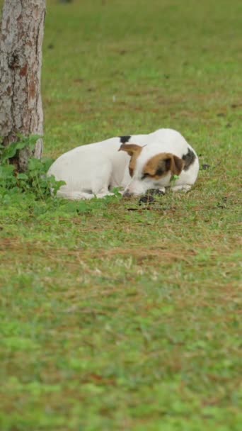 Ein Obdachloser Weißer Hund Schläft Neben Einem Baum Auf Einer — Stockvideo