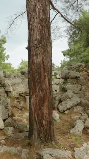 Pionowe Wideo Spacer Wśród Ruin Zniszczonych Starożytnych Greckich Domów Porośniętych — Wideo stockowe