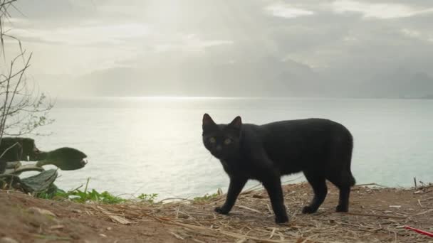 Чорний Кіт Скелі Біля Моря Ховається Кущах Від Мене Тлі — стокове відео