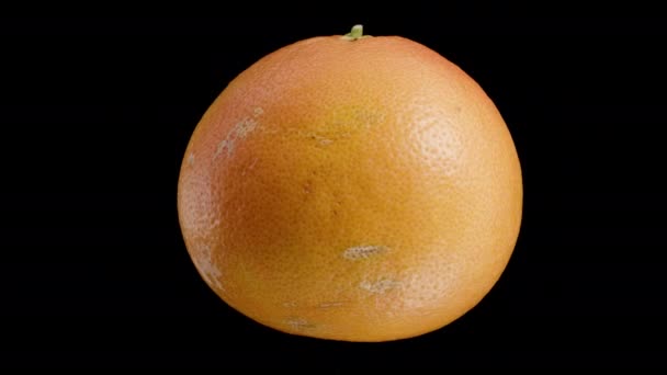 Vereinzelte Grapefruit Die Sich Sanft Auf Schwarzem Hintergrund Dreht Close — Stockvideo