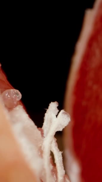 Vertikales Video Die Kamera Bewegt Sich Durch Eine Zerrissene Grapefruit — Stockvideo
