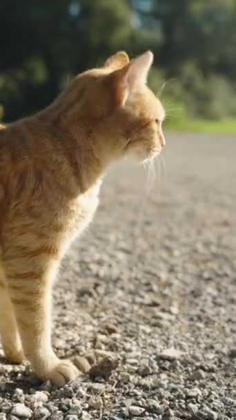 Vertikální Video Ginger Cat Road Park Rays Sun Hryzal Tlapu — Stock video