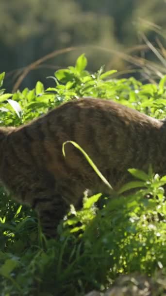垂直录像 一只条纹猫在灌木丛中排便 把它埋了 在阳光下 — 图库视频影像