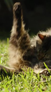 Dikey video. Kabarık tüylü bir sokak kedisi palmiye ağacının yanındaki çimlerin üzerinde uzanır, kendini tımar eder, bacağını kaldırır. Tökezlemiş gibi görünüyor..