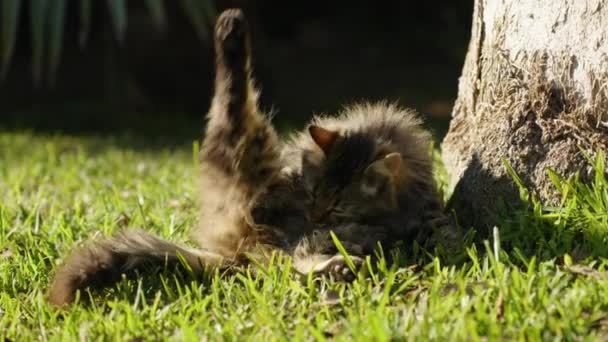 Fluffy Stray Cat Lies Grass Palm Tree Grooming Itself Lifting — Stock Video