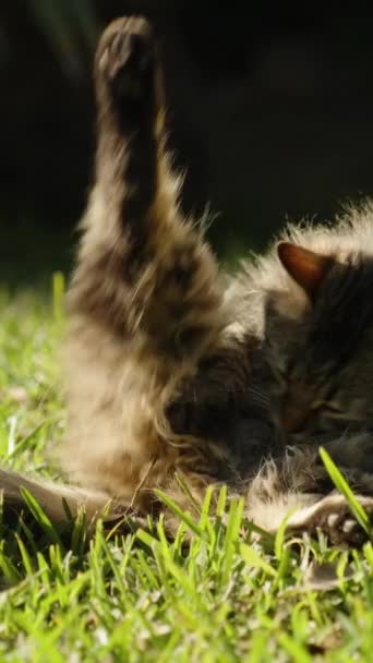 Κάθετο Βίντεο Μια Χνουδωτή Αδέσποτη Γάτα Ξαπλώνει Στο Γρασίδι Κοντά — Αρχείο Βίντεο