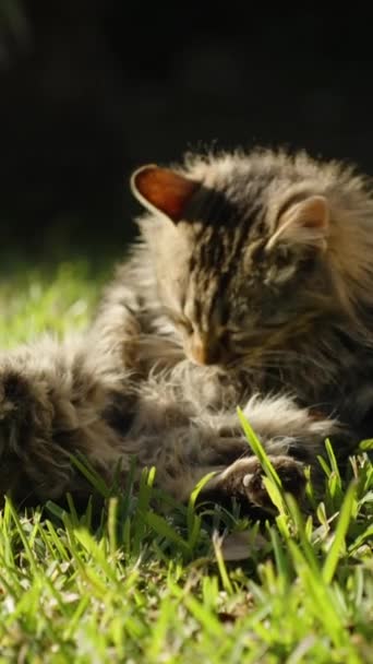 Вертикальне Відео Смугастий Дуже Пухнастий Вуличний Кіт Лежить Сонці Зеленій — стокове відео
