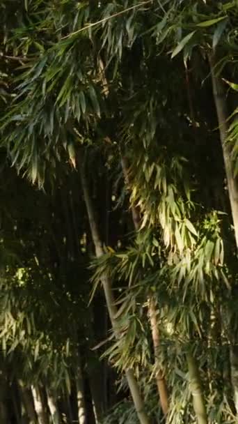 Dikey Video Güneş Tarafından Aydınlatılan Bambu Çitleri Duvarı Boyunca — Stok video