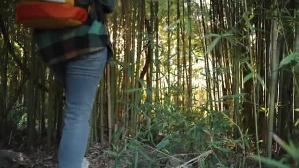 Sunbeams Break Dense Bamboo Thickets Female Tourist Backpack Walks Them — Stock Video