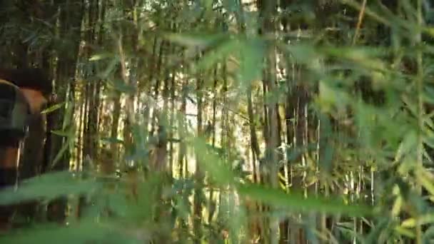Одинокая Путешественница Рюкзаком Пробирающаяся Сквозь Плотные Бамбуковые Заросли Солнечным Лучам — стоковое видео