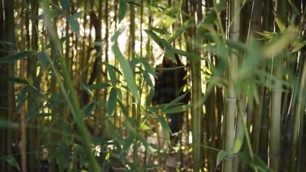 Young Woman Hiking Backpack Travelling Alone Bamboo Thickets Sunbeams Filtering — Stock Video