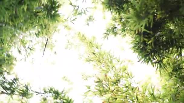 Jonge Vrouw Reist Door Een Bamboe Bos Vrolijk Draaiingen Staren — Stockvideo