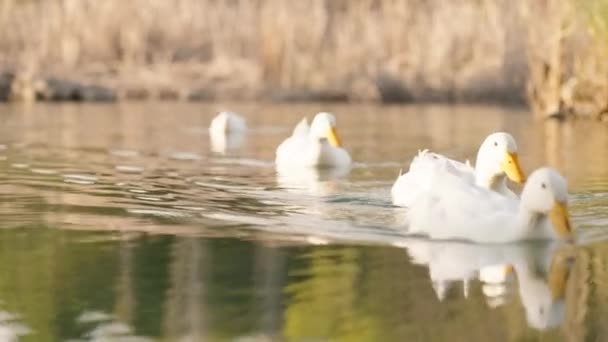 水中で泳ぐ白いジーズの群れのクローズアップ — ストック動画