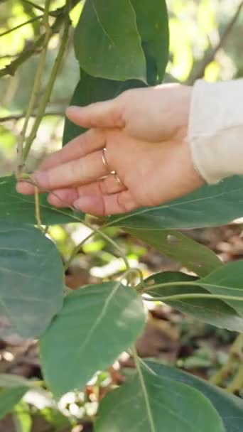 Kobieta Podnosi Bada Małe Awokado Gałęzi Drzewa Przypominające Ogórek — Wideo stockowe