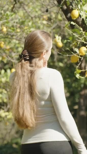 Νεαρή Γυναίκα Ένα Citrus Grove Εξετάζοντας Λεμόνια Στο Δέντρο Στο — Αρχείο Βίντεο