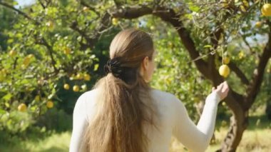 Limon Ağaçları Arasında Yürüyen, Parlak Meyvelere Dokunan Güneş Işıkları Dallar Arasında Onu Aydınlatan Bir Kadının Arkasından Görüntü.