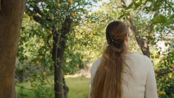Νεαρή Γυναίκα Περπατά Ανάμεσα Λεμονόδεντρα Μαζεύοντας Ρούχα Κλαδιά Προβολή Από — Αρχείο Βίντεο