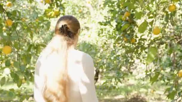 Женщина Солнечной Роще Апельсиновых Деревьев Прогуливаясь Среди Солнечными Лучами Струящимися — стоковое видео