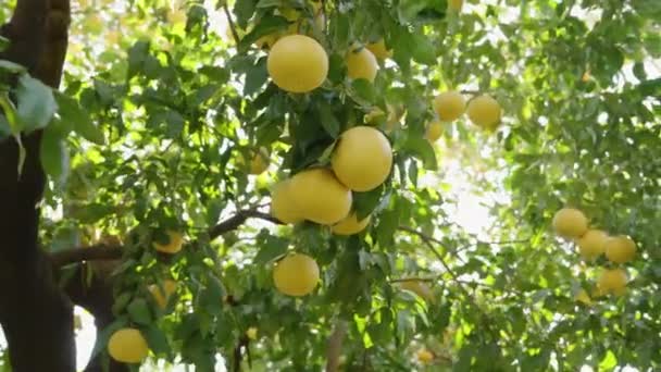 阳光和明亮的反光穿过树枝 装饰着无数的柚子 圆形慢动作视图 — 图库视频影像