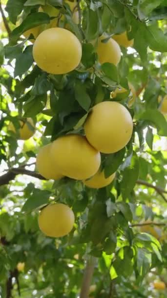 Sunbeams Bright Reflections Pierce Branches Tree Adorned Numerous Grapefruits Circular — Stock Video
