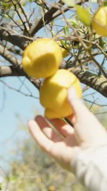 Bir kadının eli bir dalda limonlara uzanır ve mavi bir gökyüzünün arka planında bir tane koparır..