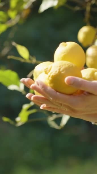 Κοντινό Πλάνο Στο Female Hands Holding Handful Lemons Standing Sun — Αρχείο Βίντεο
